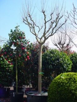 Roze Lagerstroemia Als Boom (Lagerstroemia Indica) -Garden Plants Series Store 20101216134719 9 1