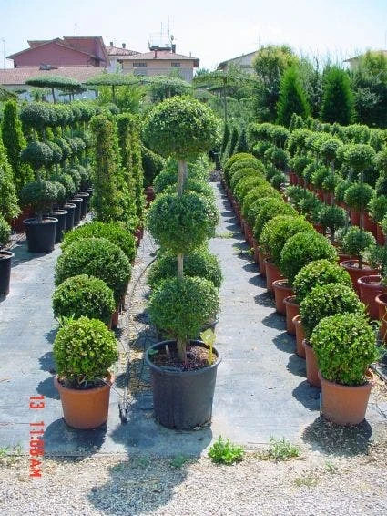 Liguster In Triobol (Ligustrum Delavayanum) 4 Liguster In Triobol (Ligustrum Delavayanum) - Image 2