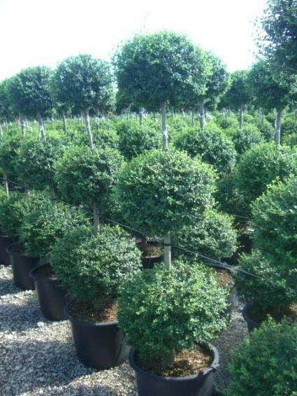 Liguster In Triobol (Ligustrum Delavayanum) 3 Liguster In Triobol (Ligustrum Delavayanum)