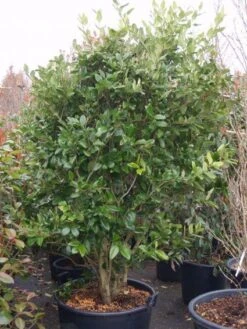 Liguster (Ligustrum Japonicum 'Texanum') -Garden Plants Series Store 20101216165524 7