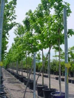 Amberboom (Liquidambar Styraciflua) -Garden Plants Series Store 20101217122417 20 1