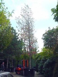 Amberboom (Liquidambar Styraciflua) -Garden Plants Series Store 20101217122442 20 1