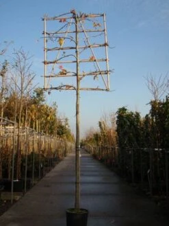 Amberboom Als Leiboom (Liquidambar Styraciflua) 17 Amberboom Als Leiboom (Liquidambar Styraciflua) -Garden Plants Series Store 20101217124709 7