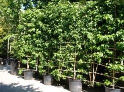 Amberboom Als Leivorm (Liquidambar Styraciflua 'Worplesdon') -Garden Plants Series Store 20101217130845 2