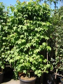 Amberboom Als Leivorm (Liquidambar Styraciflua) -Garden Plants Series Store 20101217133819 3