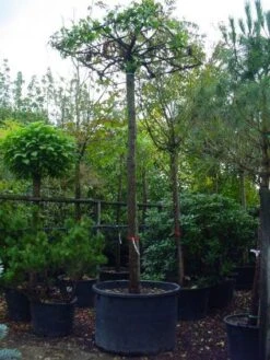 Amberboom Als Dakboom (Liquidambar Styraciflua)