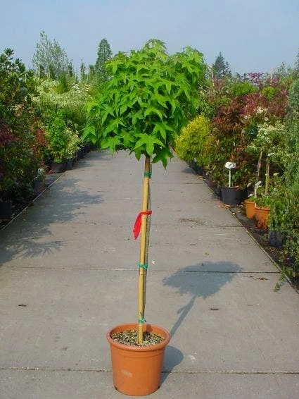 Amberboom Op Stam (Liquidambar 'Gum Ball') 6 Amberboom Op Stam (Liquidambar 'Gum Ball') - Image 4