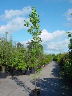 Tulpenboom (Liriodendron Tulipfera 'Fastigiata') -Garden Plants Series Store 20101217144143 6