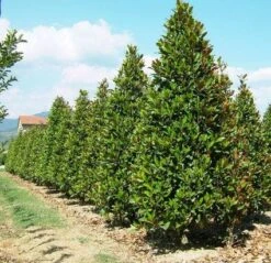 Magnolia (Magnolia Grandiflora 'Gallissoniere') -Garden Plants Series Store 20101217150008 85 17 1