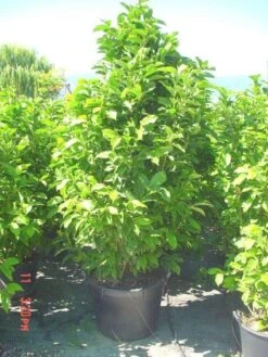 Beverboom (Magnolia Liliiflora 'Nigra') -Garden Plants Series Store 20101217150734 13