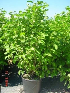 New Arrival -Garden Plants Series Store 20101217150826 9 2