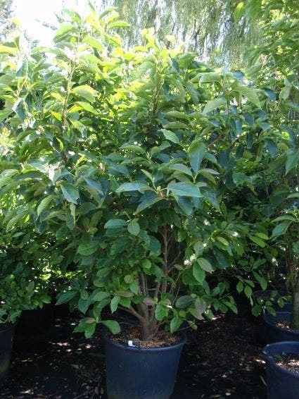 Beverboom (Magnolia Soulangeana) 9 Beverboom (Magnolia Soulangeana) - Image 7