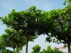 Dakmoerbei (Morus Alba 'Macrophylla') -Garden Plants Series Store 20101217170400 9