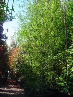 Schijnbeuk (Nothofagus Antarctica) -Garden Plants Series Store 20101220114349 10