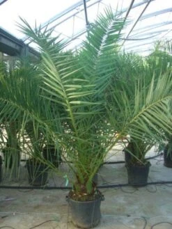 Canarische Dadelpalm (Phoenix Canariensis) -Garden Plants Series Store 20101220144503 10