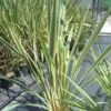 Nieuw Zeelands Vlas (Phormium Tenax 'Variegatum') -Garden Plants Series Store 20101220145332 8