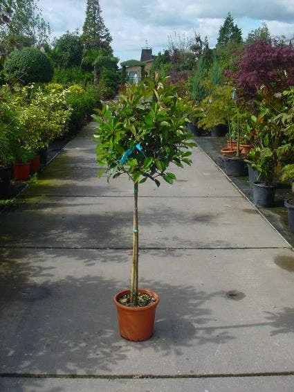 Glansmispel Op Stam (Photinia Fraseri 'Red Robin') 4 Glansmispel Op Stam (Photinia Fraseri 'Red Robin') - Image 2