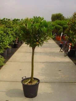 Laurierkers Op Stam (Prunus Laurocerasus 'Otto Luyken') -Garden Plants Series Store 20101221104726 2