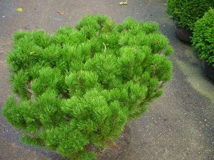 Bergden (Pinus Mugo Mughus) 3 Bergden (Pinus Mugo Mughus)