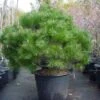 Bolvormige Den (Pinus Nigra 'Brepo') -Garden Plants Series Store 20101221121038 4 1