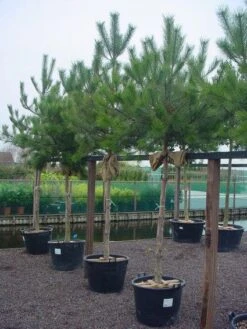 Oostenrijkse Den Als Boom (Pinus Nigra Nigra) -Garden Plants Series Store 20101221121144 16 1