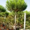 Parasolden (Pinus Pinea) -Garden Plants Series Store 20101221122947 8