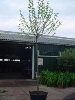 Bolplataan (Platanus 'Alphen's Globe') -Garden Plants Series Store 20101221145809 8