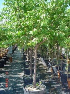 Amandelboom (Prunus Dulcis) -Garden Plants Series Store 20101221155404 3