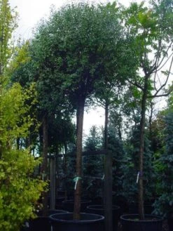 Bolprunus (Prunus Eminens 'Umbraculifera') -Garden Plants Series Store 20101221155441 16