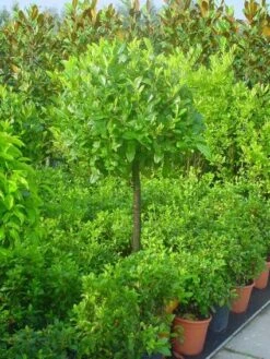 Laurierkers Op Stam (Prunus Laurocerasus 'Otto Luyken') -Garden Plants Series Store 20101221161627 2