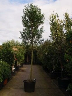 Portugese Laurier Als Boom (Prunus Lusitanica 'Angustifolia') -Garden Plants Series Store 20101221161745 7 1