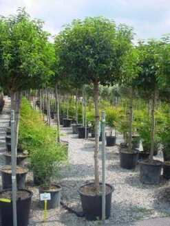 Portugese Laurier Op Stam (Prunus Lusitanica 'Angustifolia') -Garden Plants Series Store 20101221164022 5