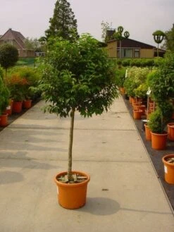 Portugese Laurier Op Stam (Prunus Lusitanica 'Angustifolia') -Garden Plants Series Store 20101221164320 5