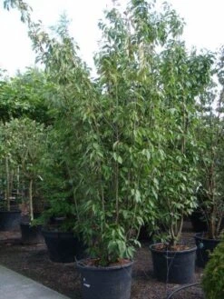 Sierkers, Struikvorm (Prunus Serrulata 'Kanzan') -Garden Plants Series Store 20101224132249 9