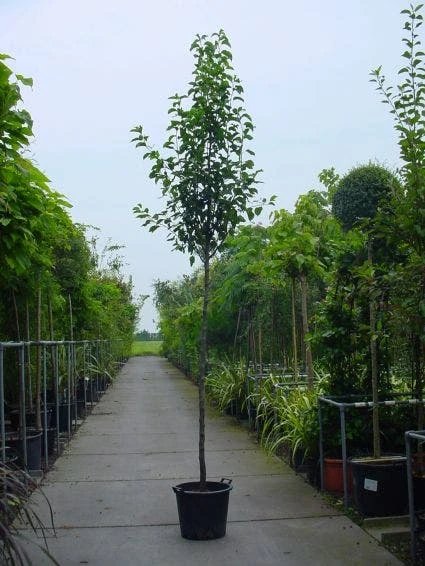 Chinese Sierpeer (Pyrus Calleryana 'Chanticleer') 5 Chinese Sierpeer (Pyrus Calleryana 'Chanticleer') - Image 3