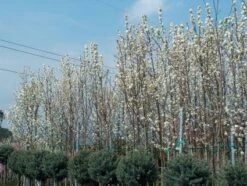 Chinese Sierpeer (Pyrus Calleryana 'Chanticleer') 18 Chinese Sierpeer (Pyrus Calleryana 'Chanticleer') -Garden Plants Series Store 20101224151150 19