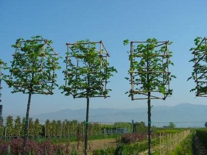 Sierpeer In Kubusvorm (Pyrus Calleryana 'Chanticleer') 4 Sierpeer In Kubusvorm (Pyrus Calleryana 'Chanticleer') - Image 2