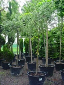 Treursierpeer (Pyrus Salicifolia 'Pendula') -Garden Plants Series Store 20101224152204 9