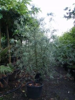 Sierpeer Als Struik (Pyrus Salicifolia 'Pendula') -Garden Plants Series Store 20101224153119 6