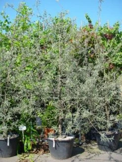 Sierpeer Als Struik (Pyrus Salicifolia 'Pendula') -Garden Plants Series Store 20101224153132 6