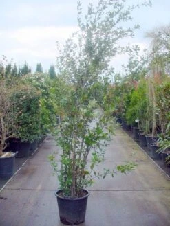 Steeneik Als Struik (Quercus Ilex) -Garden Plants Series Store 20101224154115 12