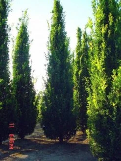 Zomereik Als Zuilboom (Quercus Robur 'Fastigiata') -Garden Plants Series Store 20101227160226 12