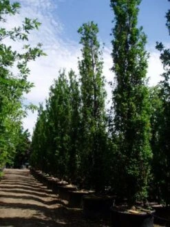 Zomereik Als Zuilboom (Quercus Robur 'Fastigiata') -Garden Plants Series Store 20101227160311 12