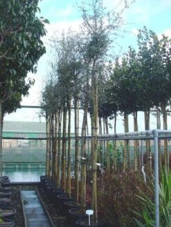 Kurkeik (Quercus Suber) -Garden Plants Series Store 20101227162103 10