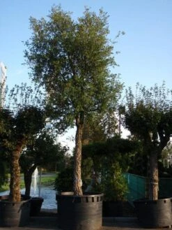 Kurkeik (Quercus Suber) -Garden Plants Series Store 20101227162131 9