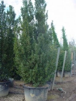 Oostenrijkse Eik (Quercus Turneri 'Pseudoturneri')