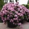 Rhododendron (Rhododendron 'Roseum Elegans') -Garden Plants Series Store 20101227173020 16 1