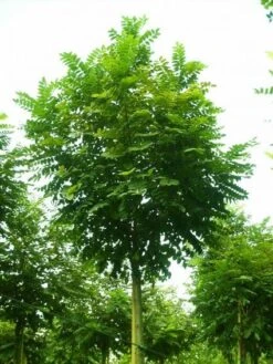 Bolacacia (Robinia Pseudoacacia 'Umbraculifera') -Garden Plants Series Store 20101228120433 24