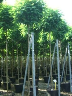 Bolacacia (Robinia Pseudoacacia 'Umbraculifera') -Garden Plants Series Store 20101228120453 24 1