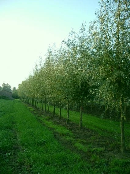Knotwilg (Salix Alba) 8 Knotwilg (Salix Alba) - Image 6
